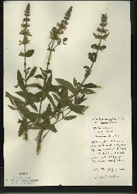 Stachys tenuifolia image