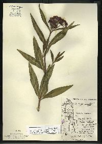 Asclepias incarnata subsp. incarnata image