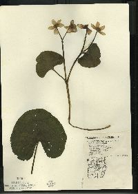 Caltha palustris image