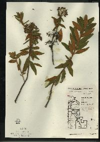 Rhododendron groenlandicum image