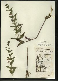 Scutellaria galericulata image