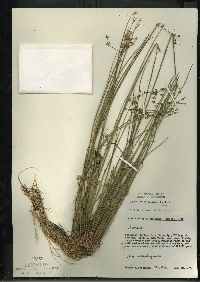 Juncus brevicaudatus image