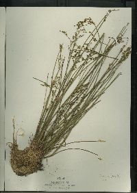 Juncus brevicaudatus image