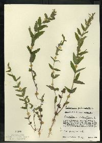 Scutellaria galericulata image