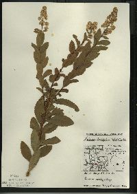 Spiraea alba image