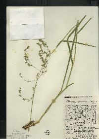 Glyceria canadensis image