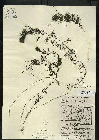 Bidens beckii image