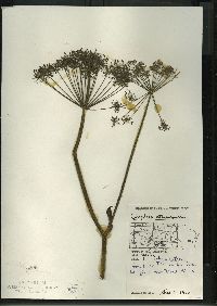 Angelica atropurpurea image