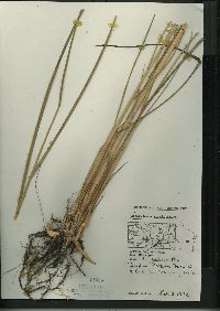 Spartina pectinata image