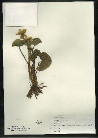 Caltha palustris image