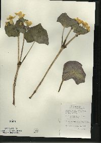 Caltha palustris image