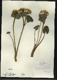 Caltha palustris image