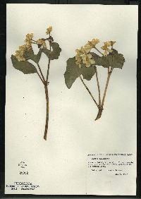 Caltha palustris image