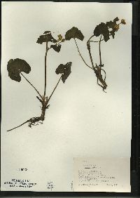 Caltha palustris image