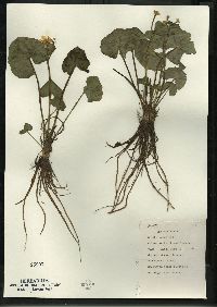 Caltha palustris image