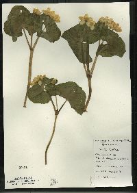 Caltha palustris image