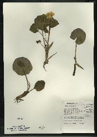 Caltha palustris image