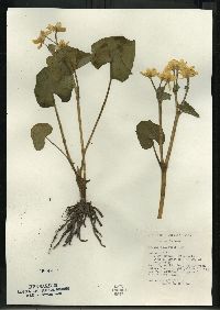 Caltha palustris image