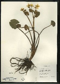 Caltha palustris image