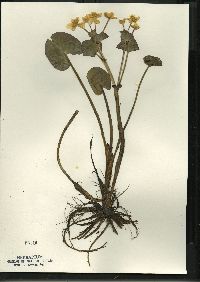 Caltha palustris image