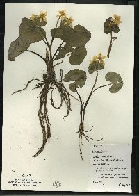 Caltha palustris image