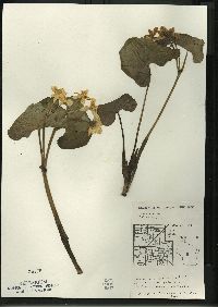 Caltha palustris image