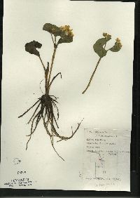 Caltha palustris image