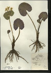 Caltha palustris image