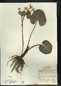 Caltha palustris image