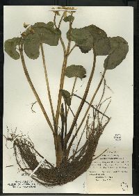 Caltha palustris image