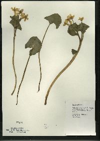 Caltha palustris image