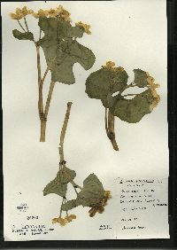 Caltha palustris image