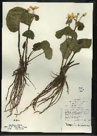 Caltha palustris image