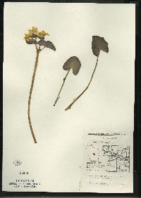 Caltha palustris image