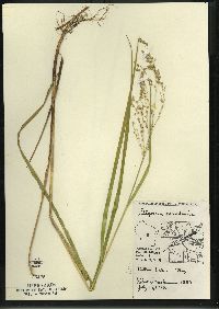 Glyceria canadensis image