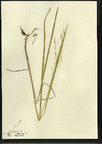 Glyceria canadensis image