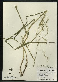 Glyceria canadensis image