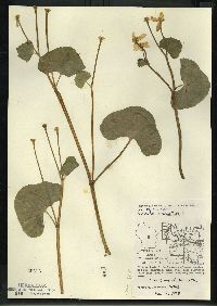 Caltha palustris image