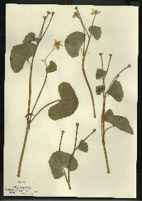 Caltha palustris image