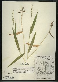 Dichanthelium xanthophysum image