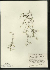 Galium trifidum subsp. trifidum image
