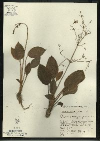 Alisma subcordatum image