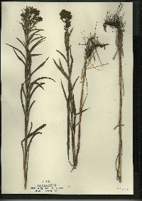 Solidago riddellii image