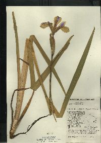 Iris versicolor image