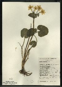 Caltha palustris image