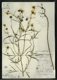 Bidens trichosperma image