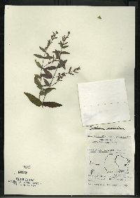 Scutellaria galericulata image