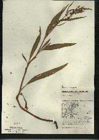 Rumex triangulivalvis image