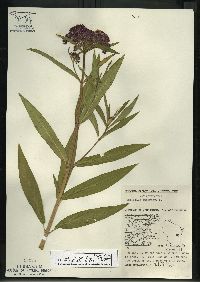 Asclepias incarnata subsp. incarnata image