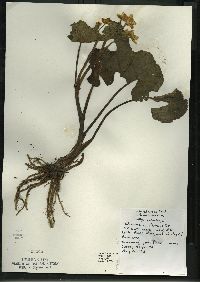 Caltha palustris image